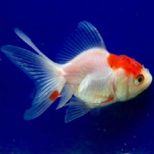 Carassius auratus - Fantail red cap 5-6 cm